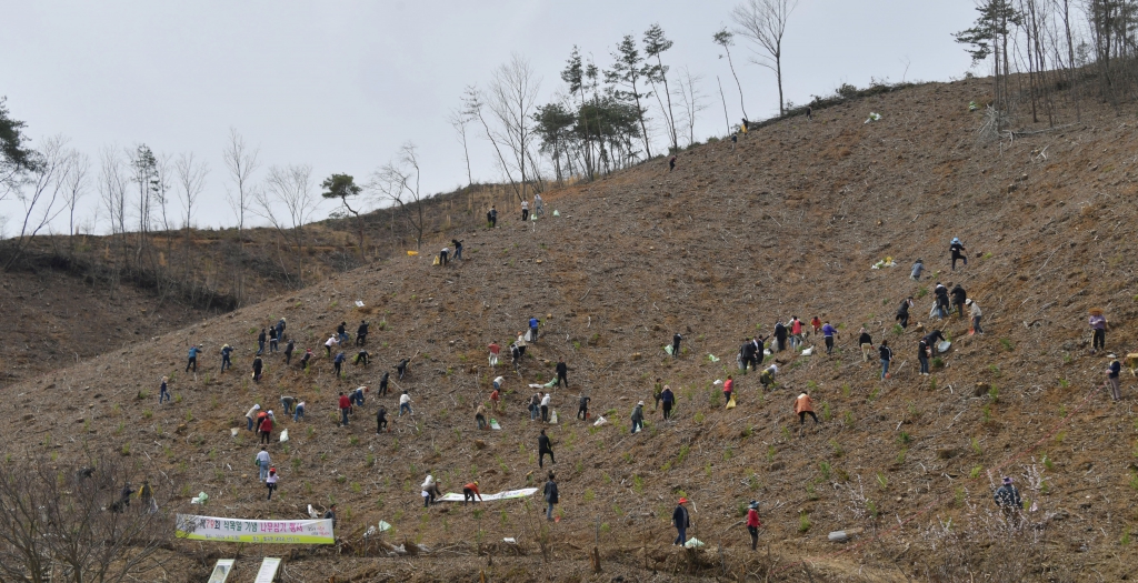 제79회 식목일 기념 나무심기 행사(벌곡면 대덕리 산51-6) 2024.04.02(화) 이미지(16)